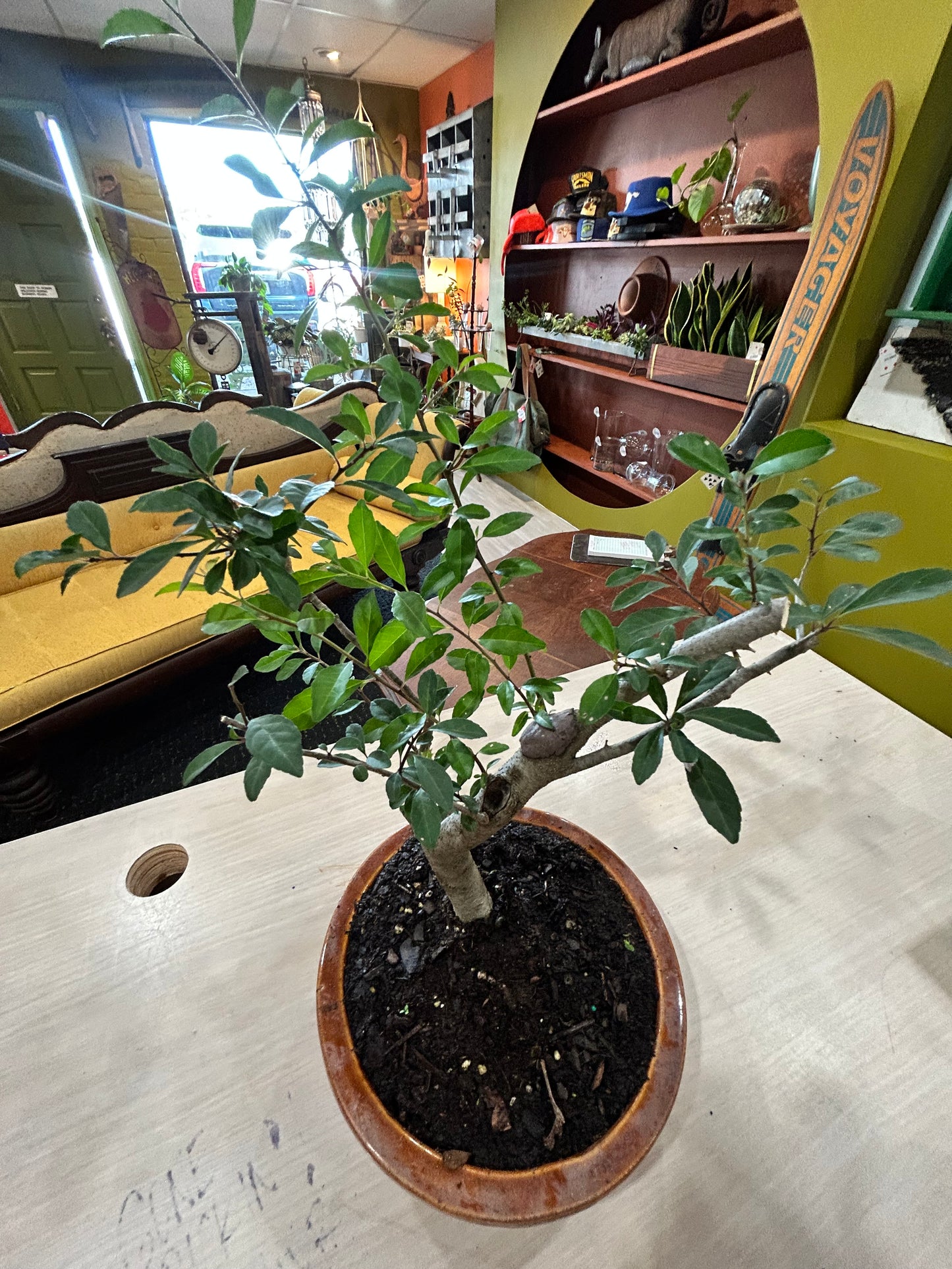 BONSAI Ficus in Brown Ceramic Pot