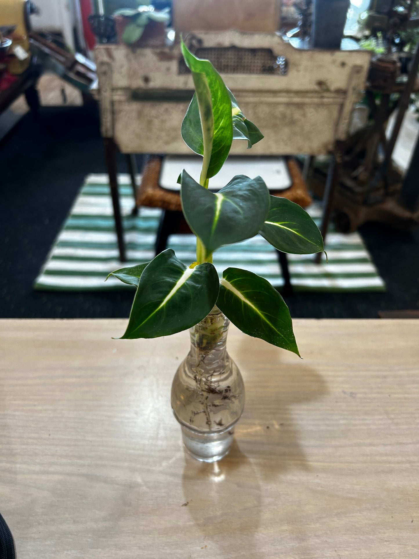 Rooted Dieffenbachia in Vintage Glass