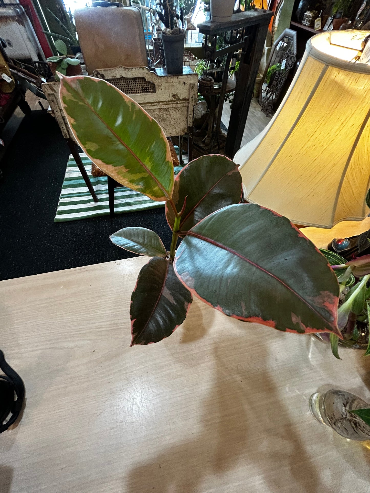 Rooted Rubber Fig in Vintage Bottle