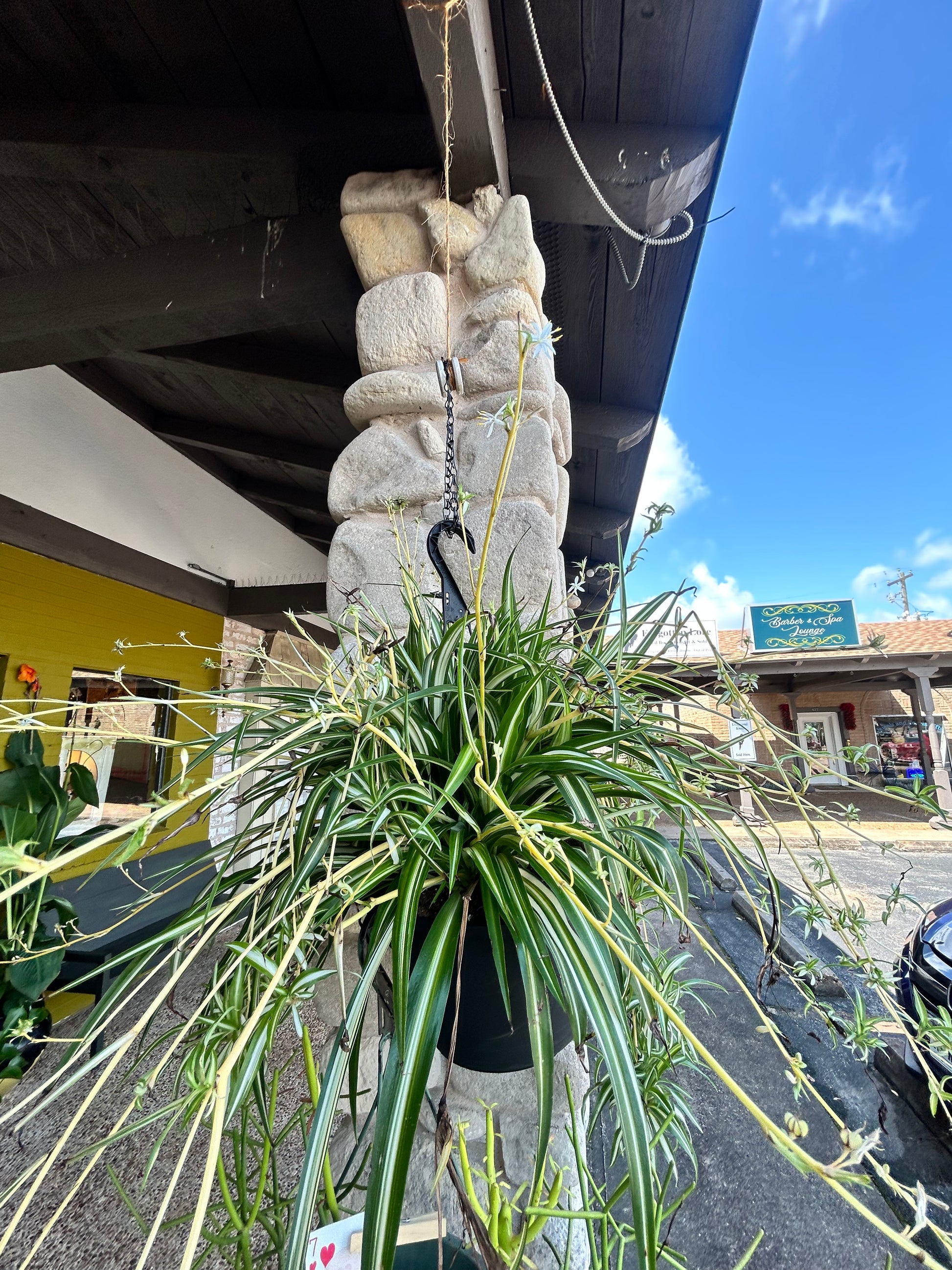 blue spider plant Spider Plant – Blue Goose