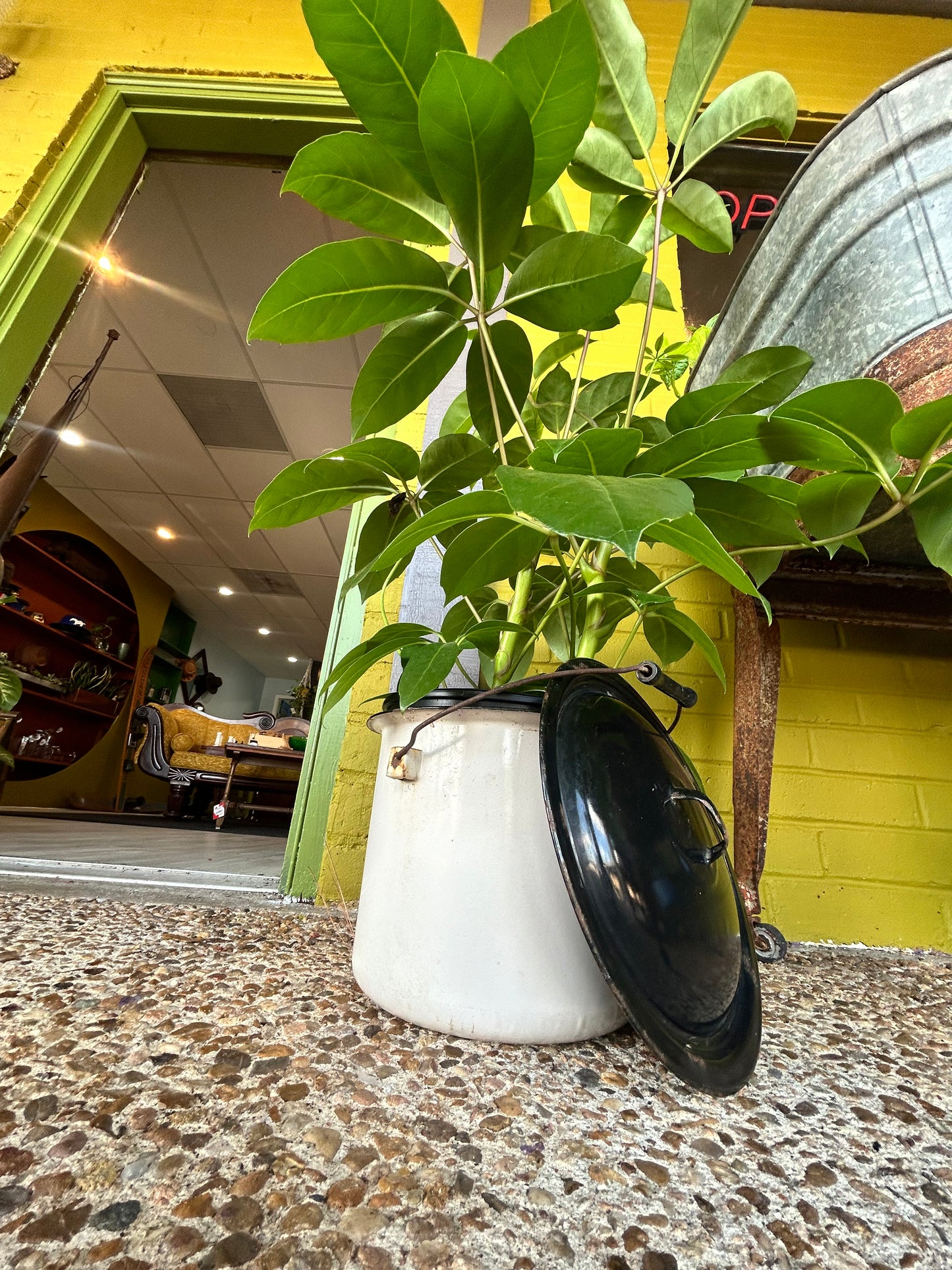 Schefflera in Enamel Pot With Lid- Black and White