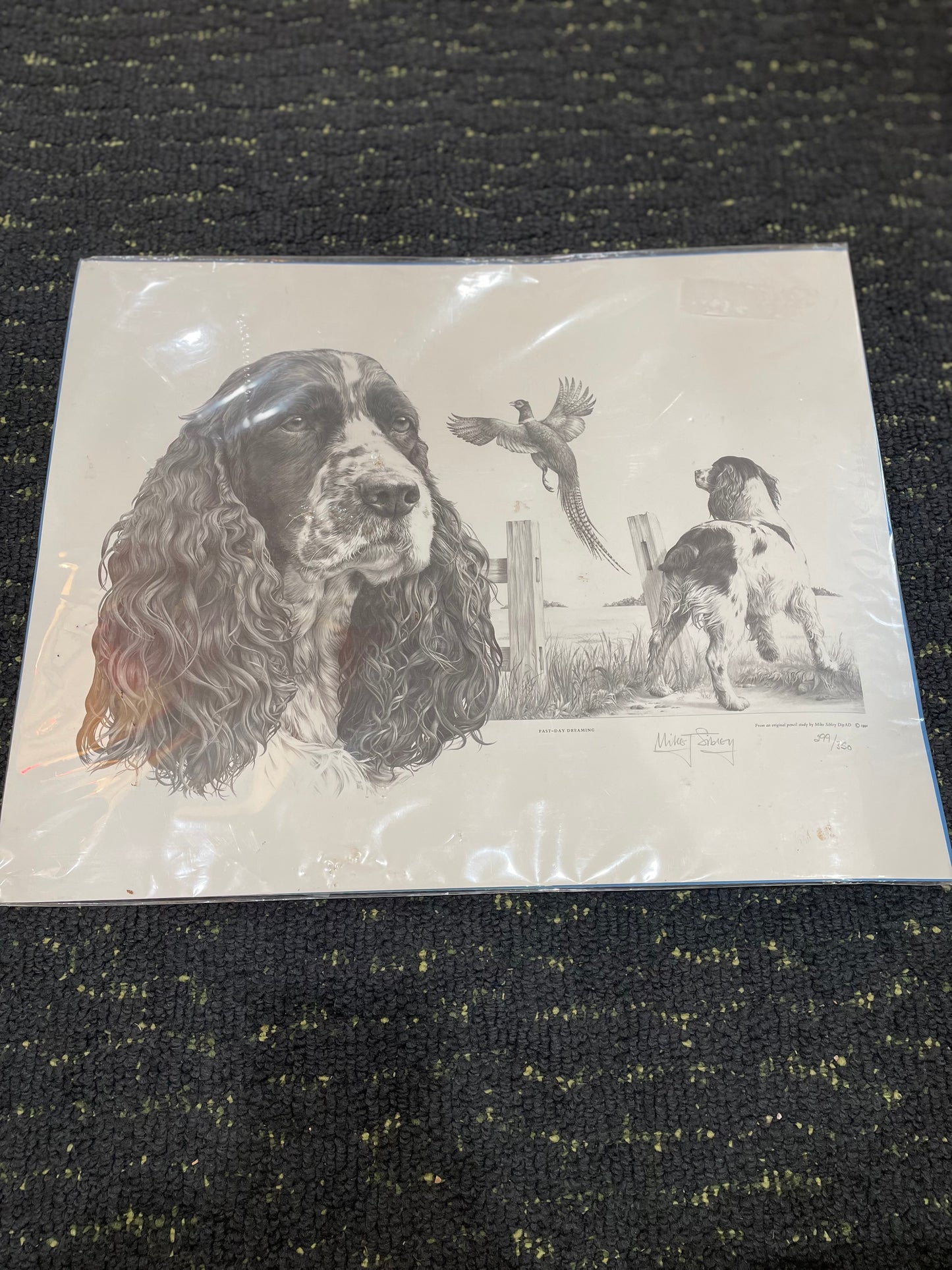 English Springer Spaniel Drawing by Mike Sibley- Signed Cert. of Auth.