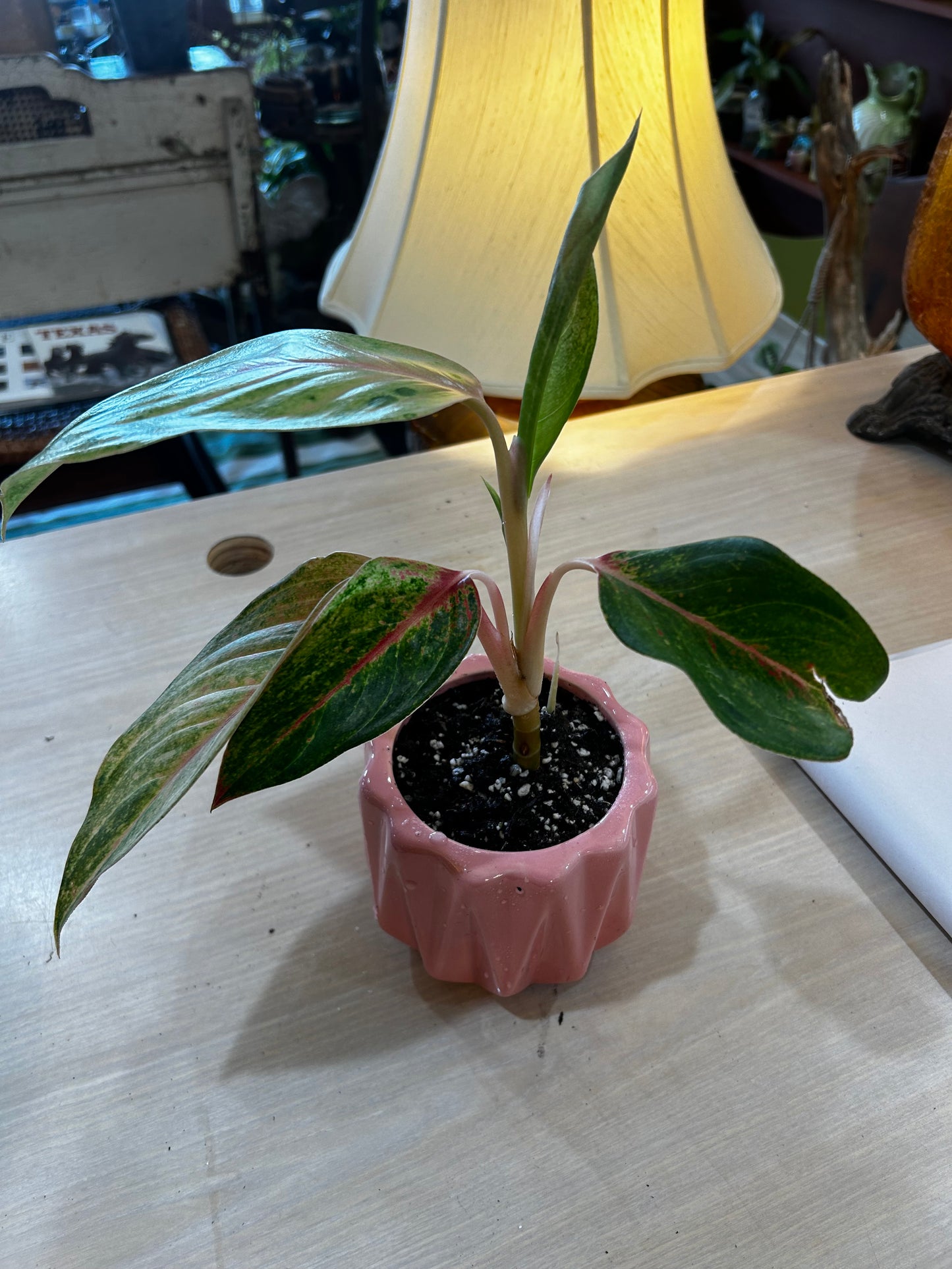 Pink Algaonema in Pink Pot