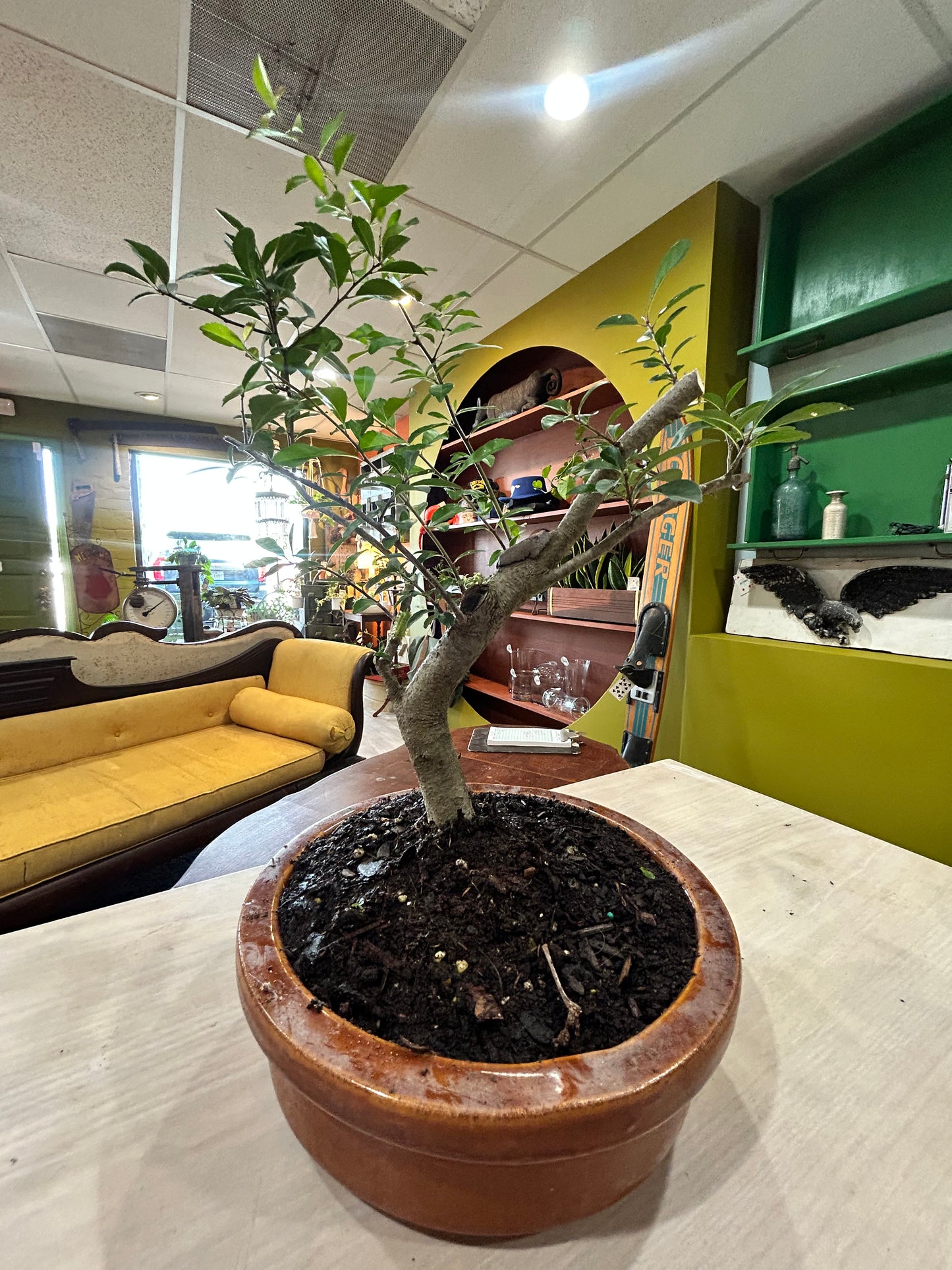 BONSAI Ficus in Brown Ceramic Pot