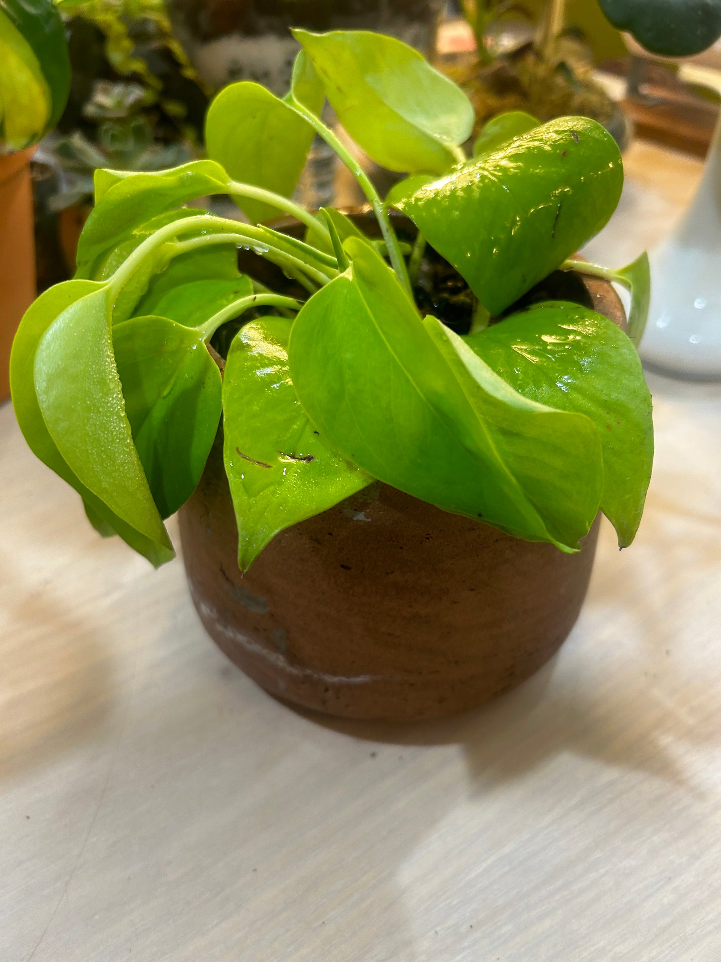 Neon Pothos in Vintage Clay Pot- Lava Rock