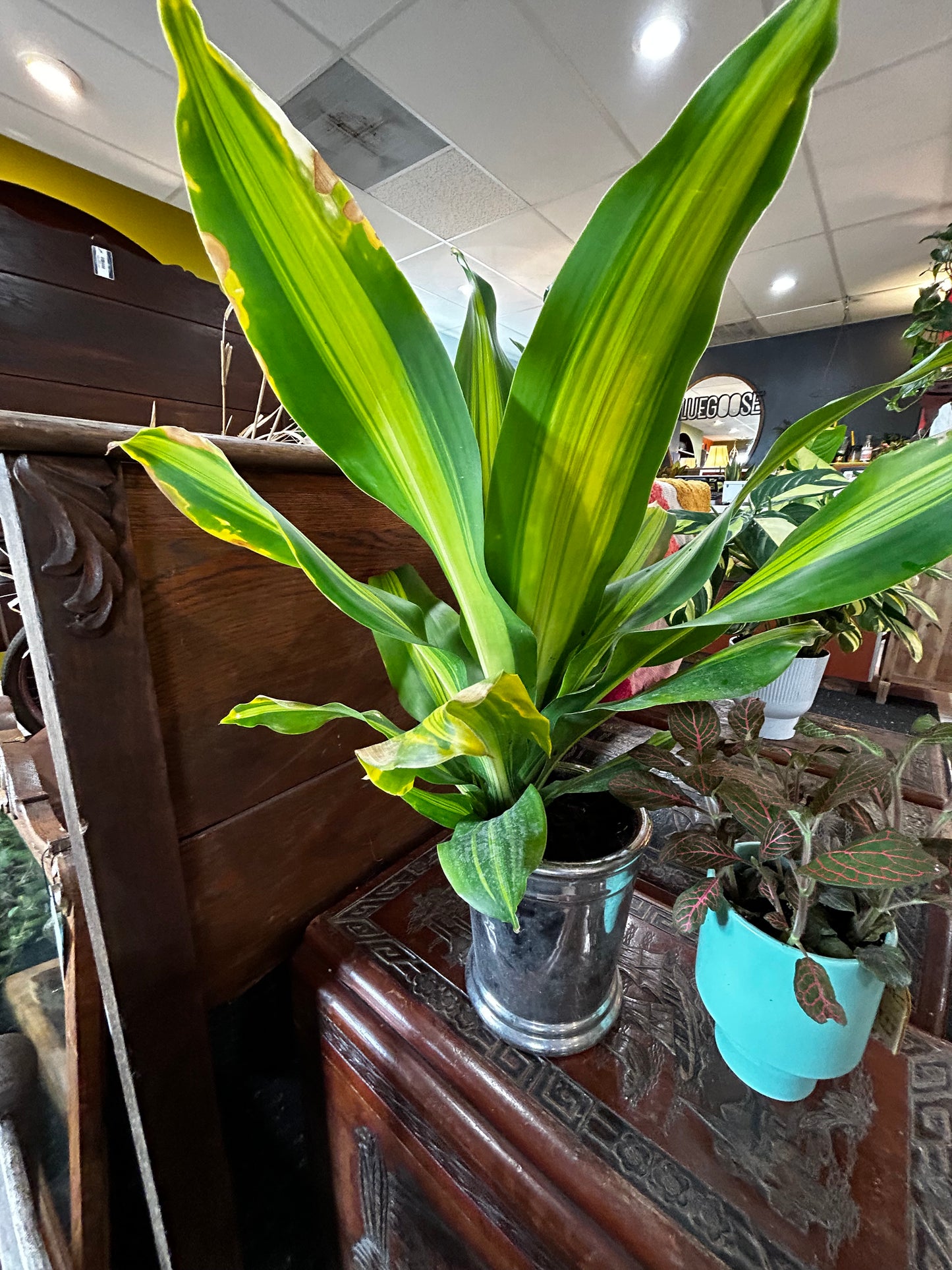 Dracaena Golden Heart in Silver Pot