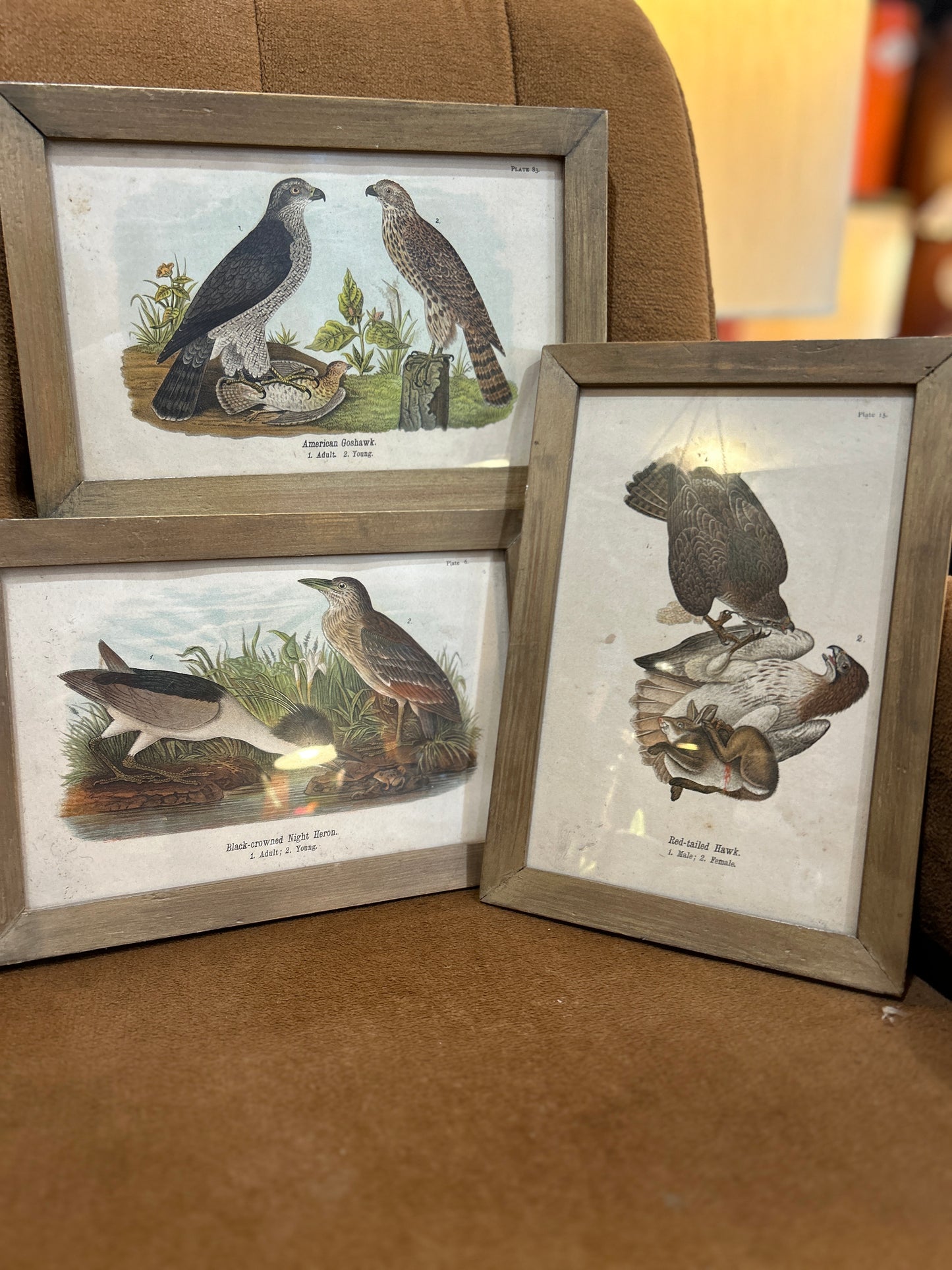 Set of 3 Antique Audubon Plates- Framed 1890