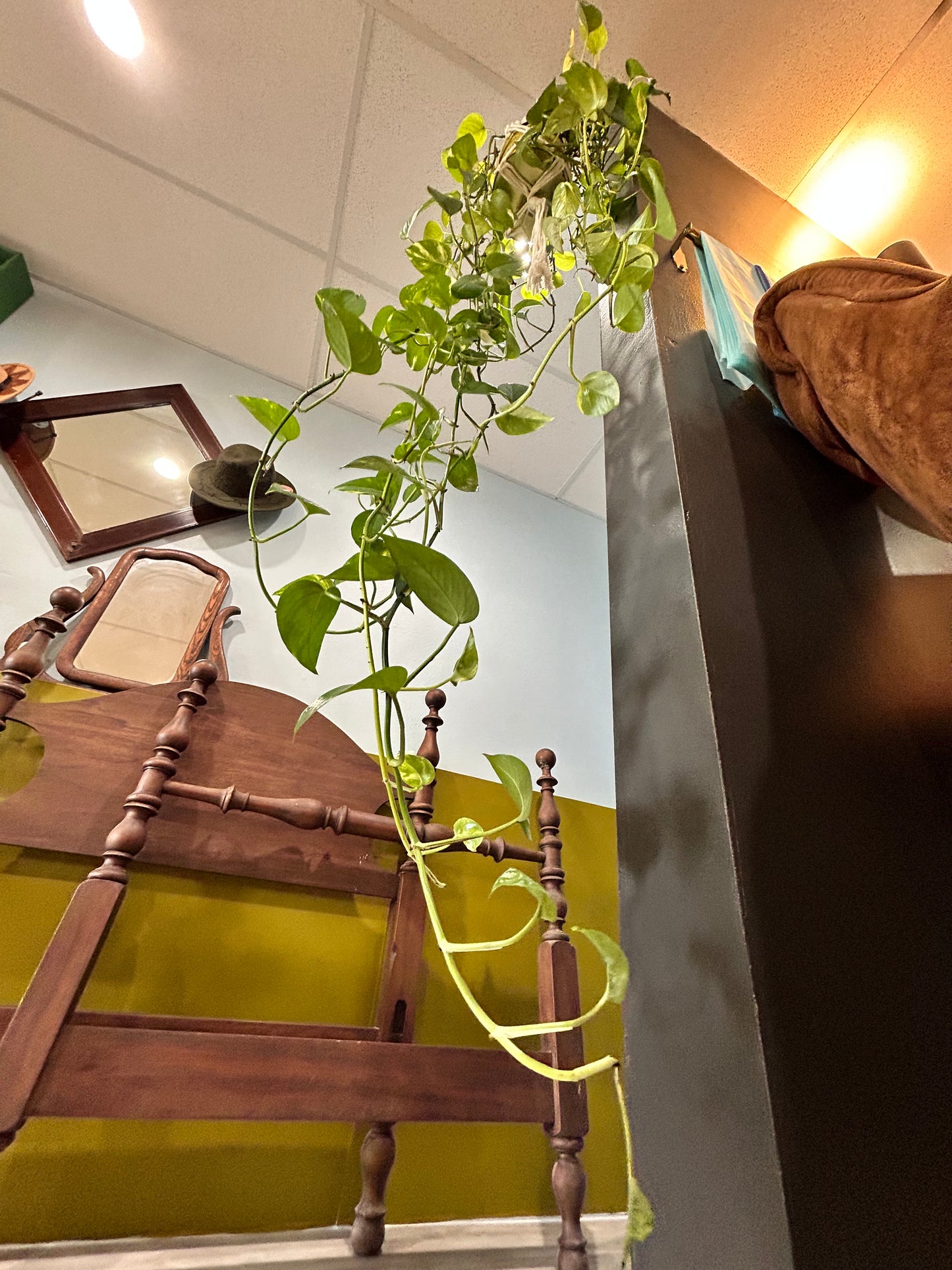 Pothos in Vintage Cracker Tin- Macrame Hanger