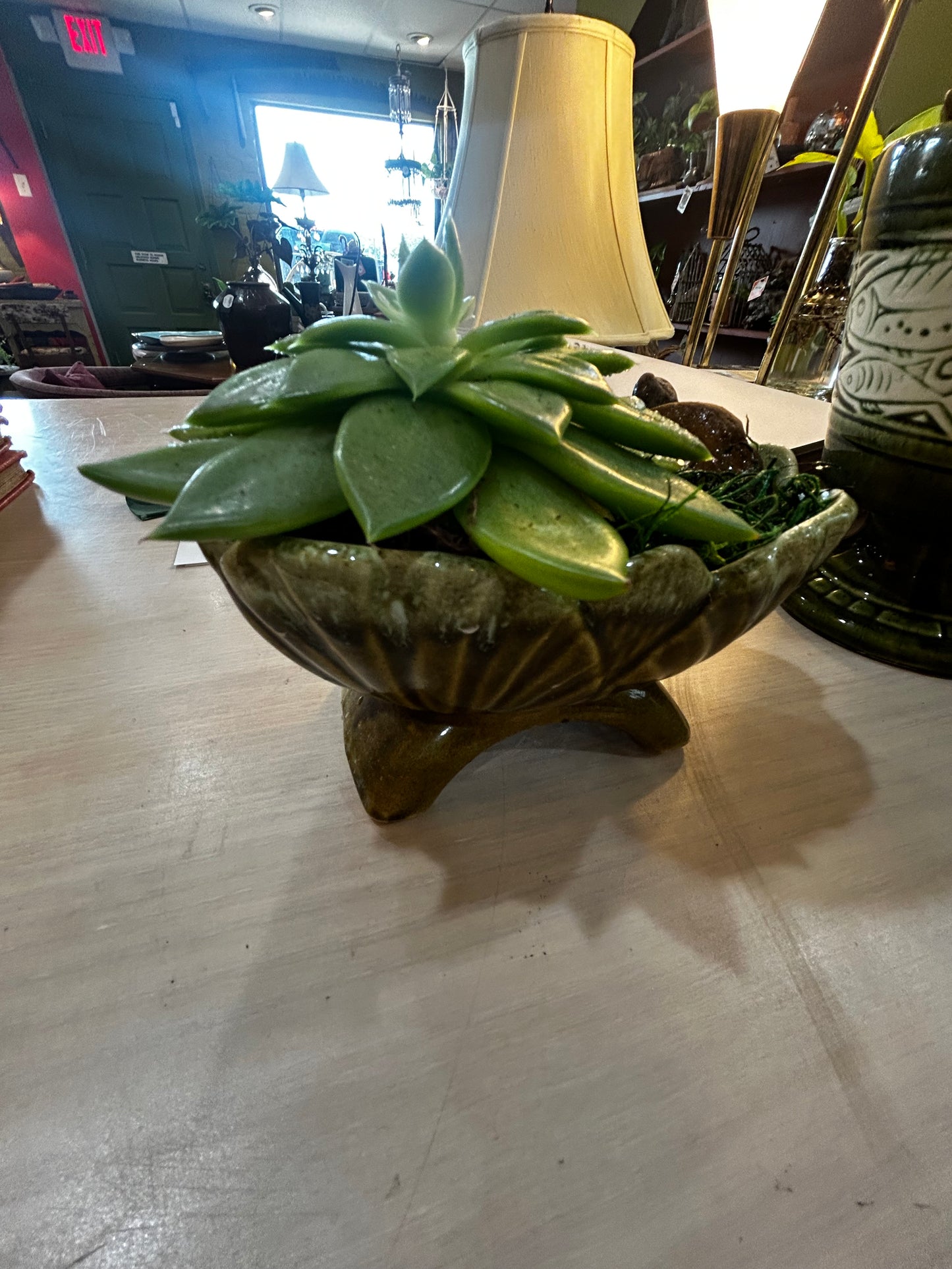 Succulent in MCM Bridged Planter- Rock-Lined-Ice Cube Watering Technique