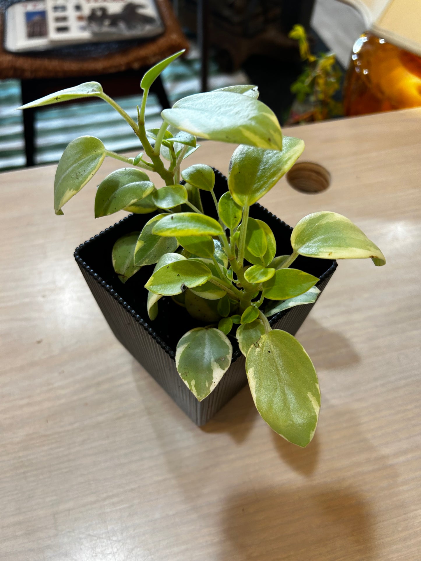 Varigated Teardrop Peperomia