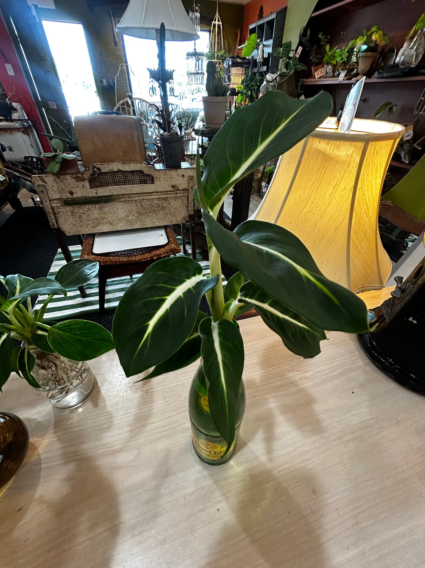 Rooted Dieffenbachia in Recycled Glass