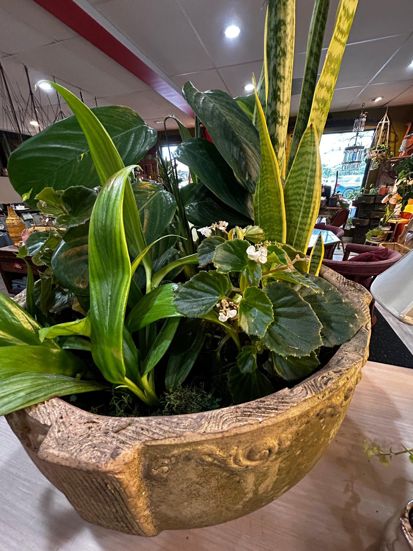 Silver Streak Pothos, Sansevieria Snake Plant, Begonia,Guacamole Hosta in Clay Pot