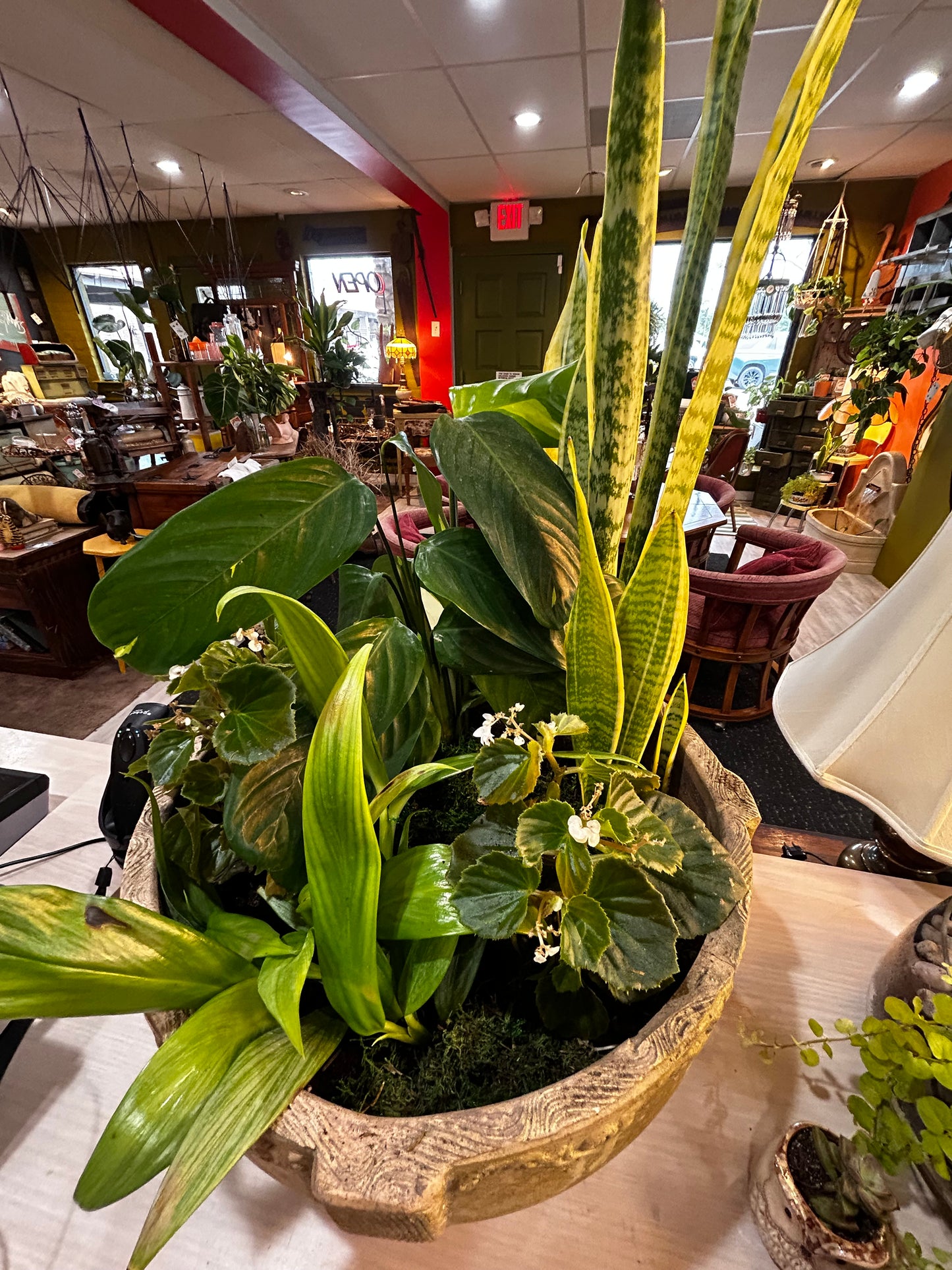 Silver Streak Pothos, Sansevieria Snake Plant, Begonia,Guacamole Hosta in Clay Pot
