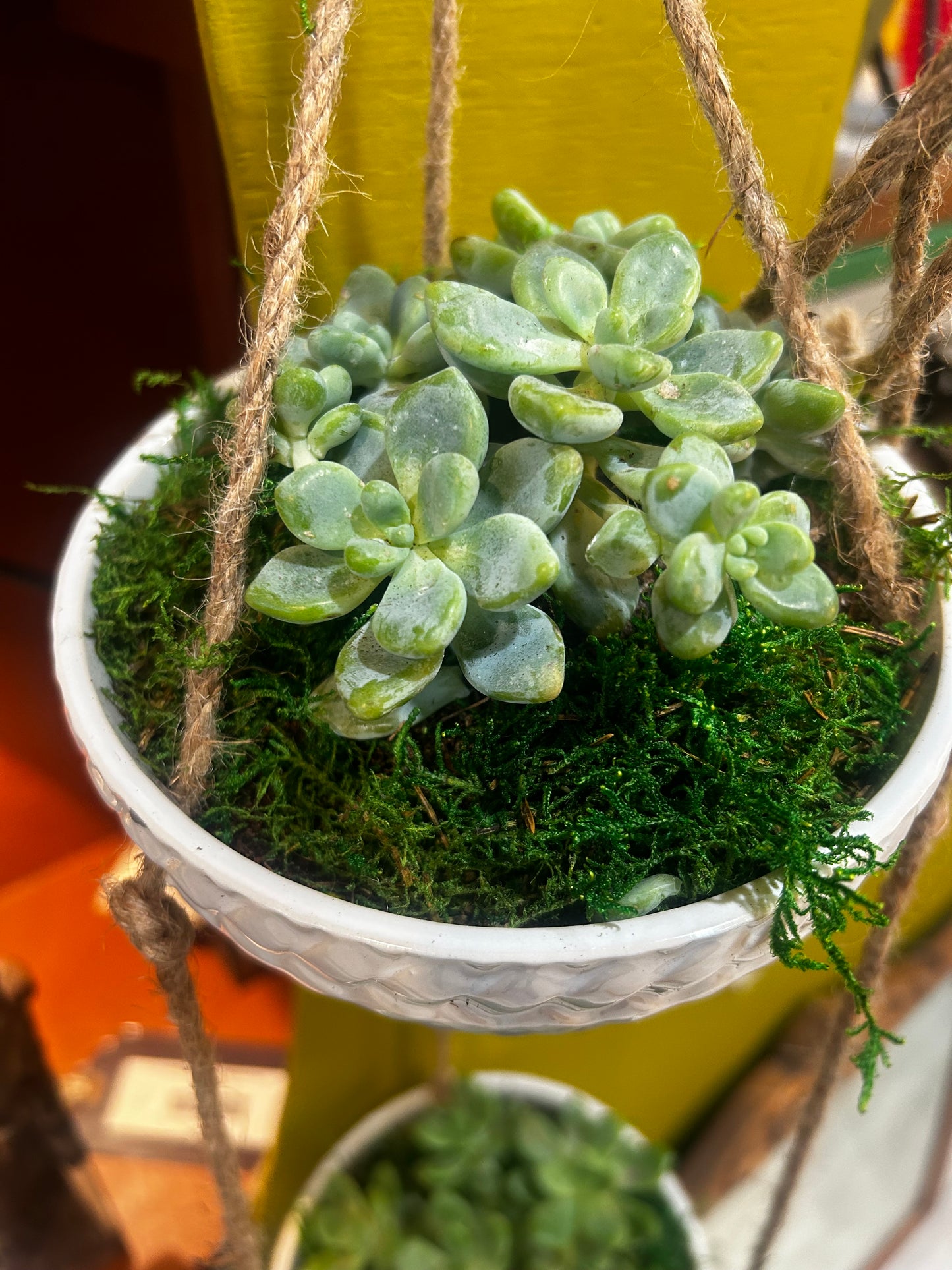 Hanging Succulent Planter- 2 Pot Hanger