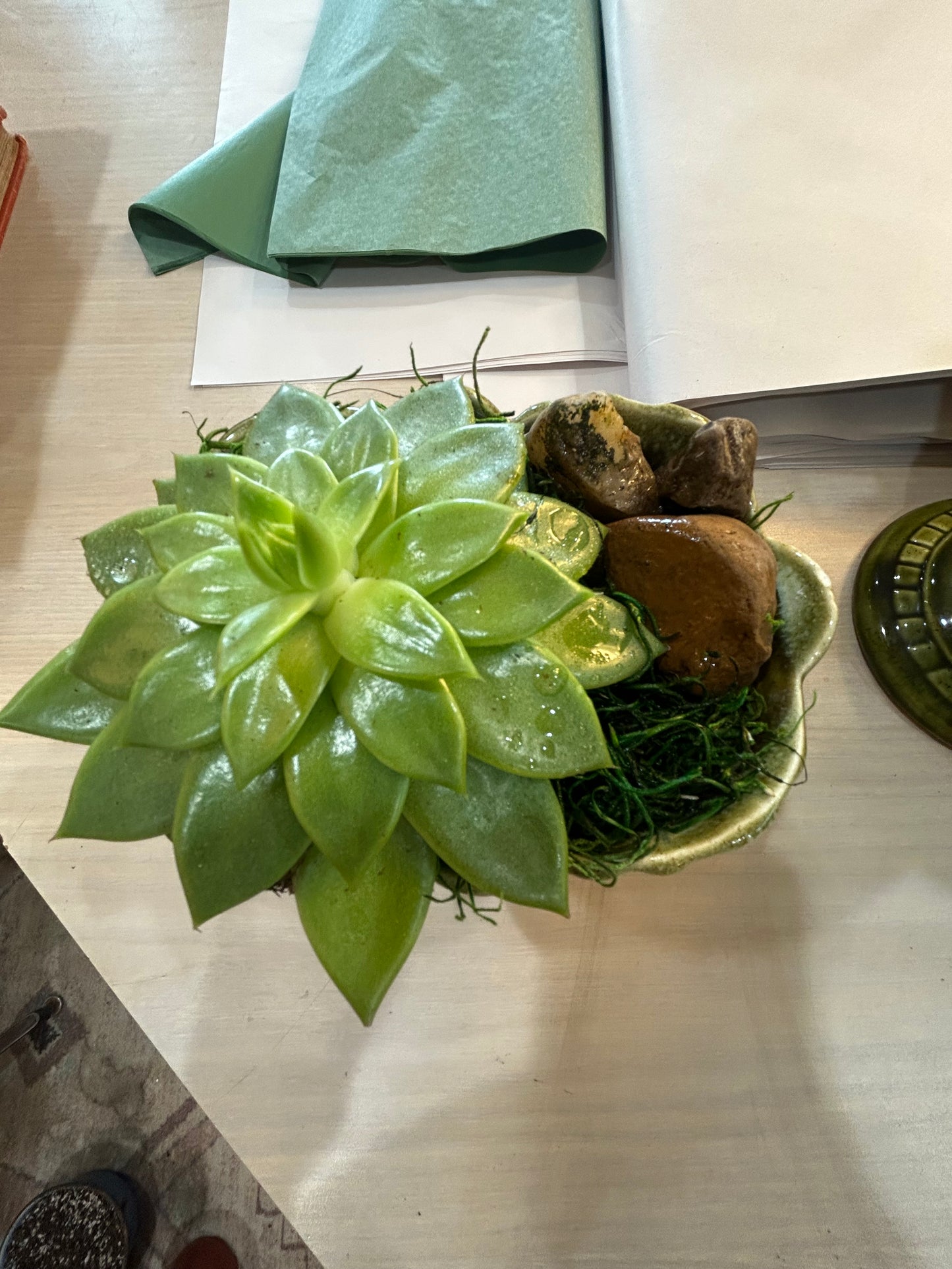 Succulent in MCM Bridged Planter- Rock-Lined-Ice Cube Watering Technique