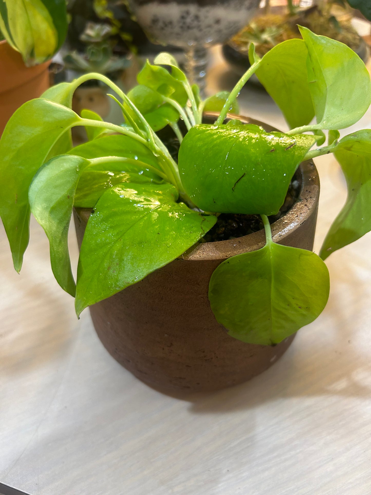 Neon Pothos in Vintage Clay Pot- Lava Rock