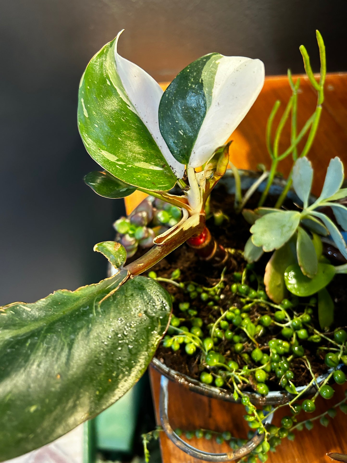 Kitchen Sink- White Knight/Strand of Pearls/Pencil/etc