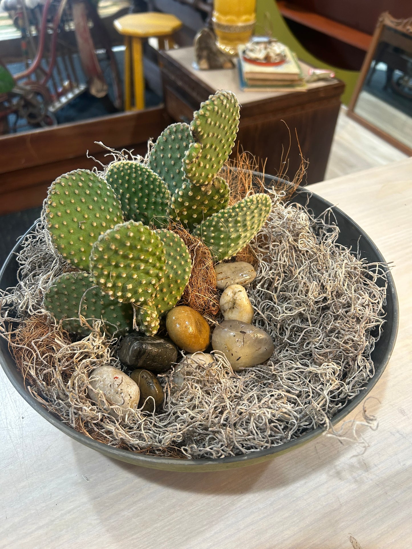 Bunny Ears Cactus in Planter