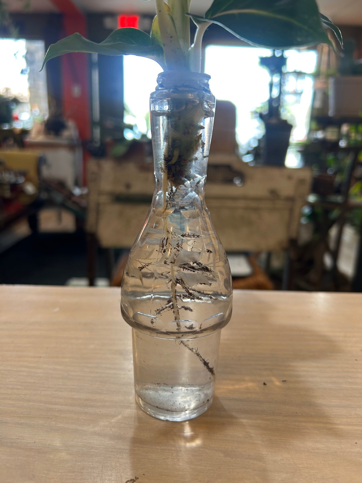 Rooted Dieffenbachia in Vintage Glass