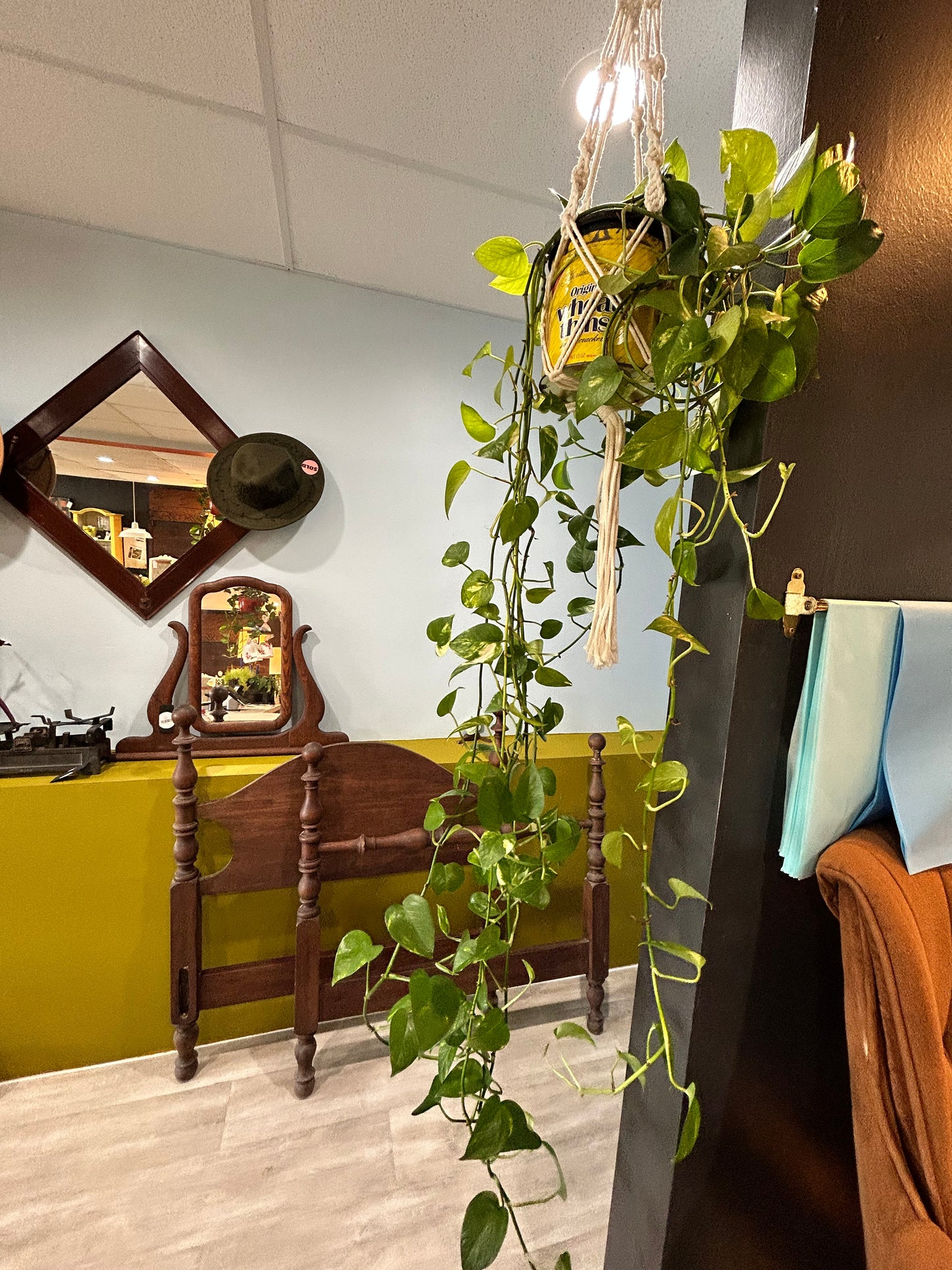 Pothos in Vintage Cracker Tin- Macrame Hanger