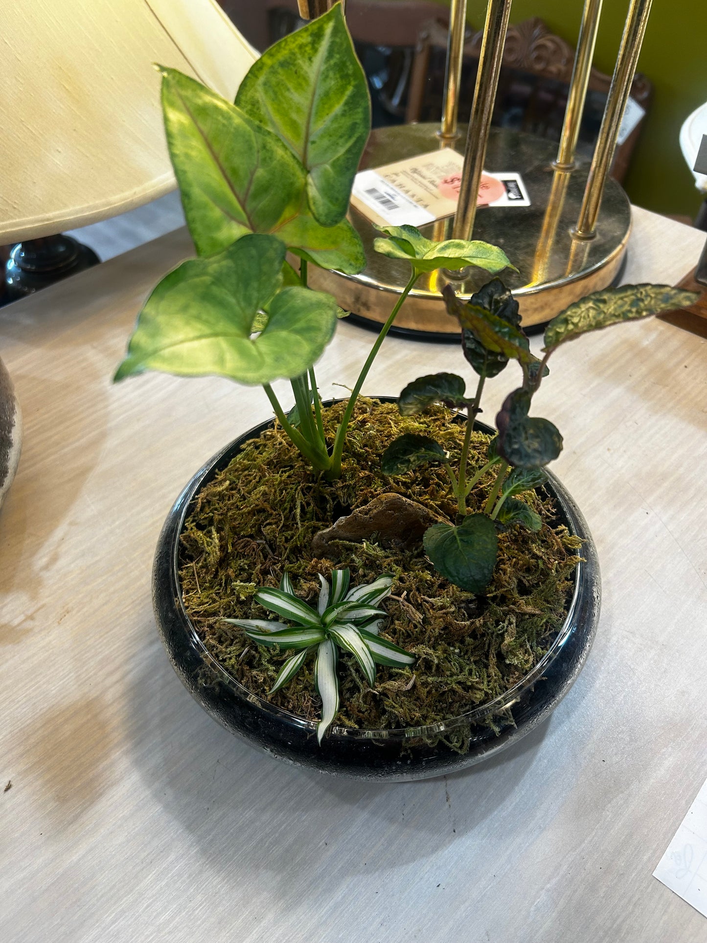 Terrarium-Arrowhead, Purple Waffle, Baby Spider Plant in Glass Bowl