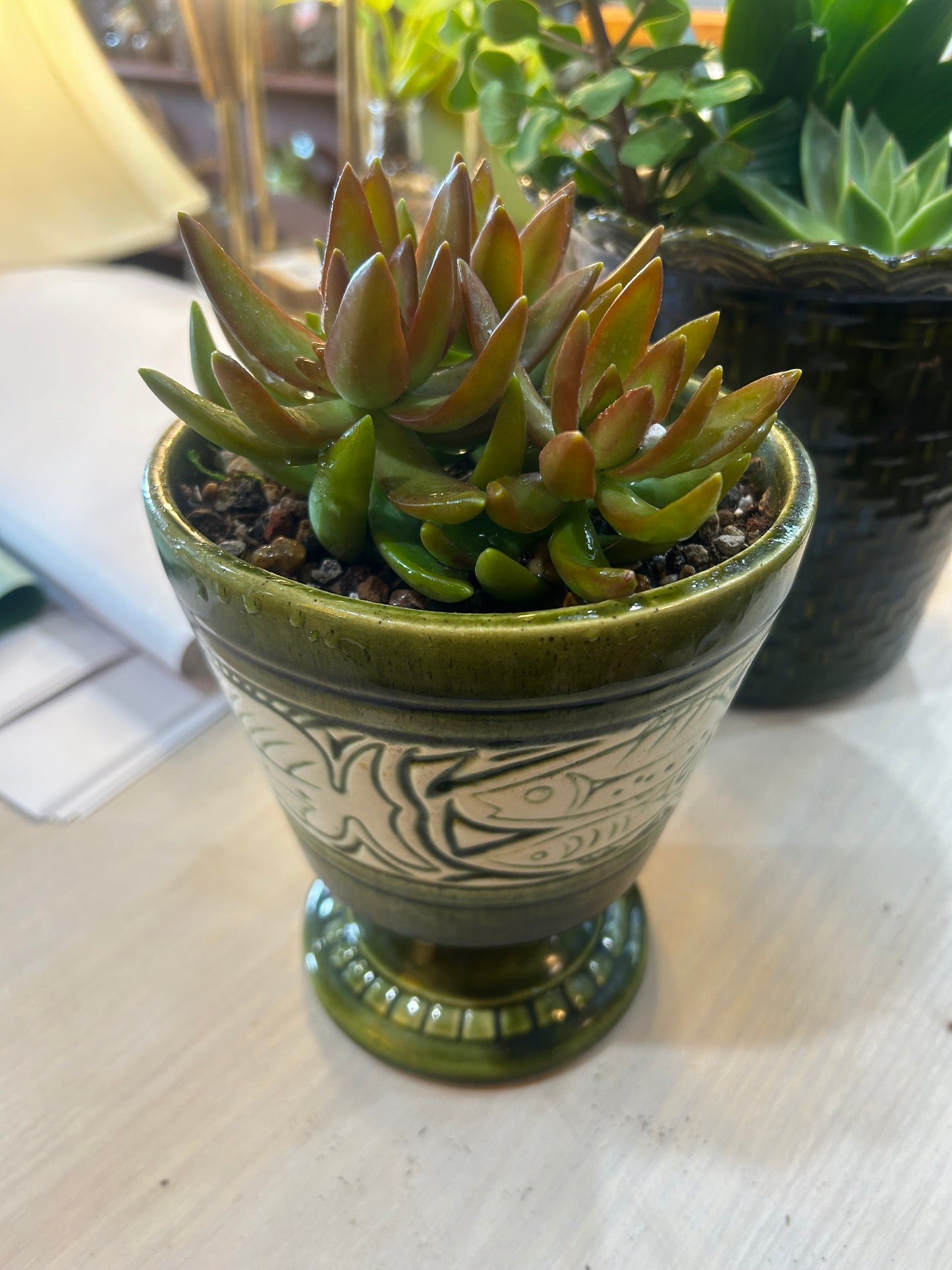 Succulent in MCM Fish Planter- Rock-Lined Base- Ice Cube Watering Technique