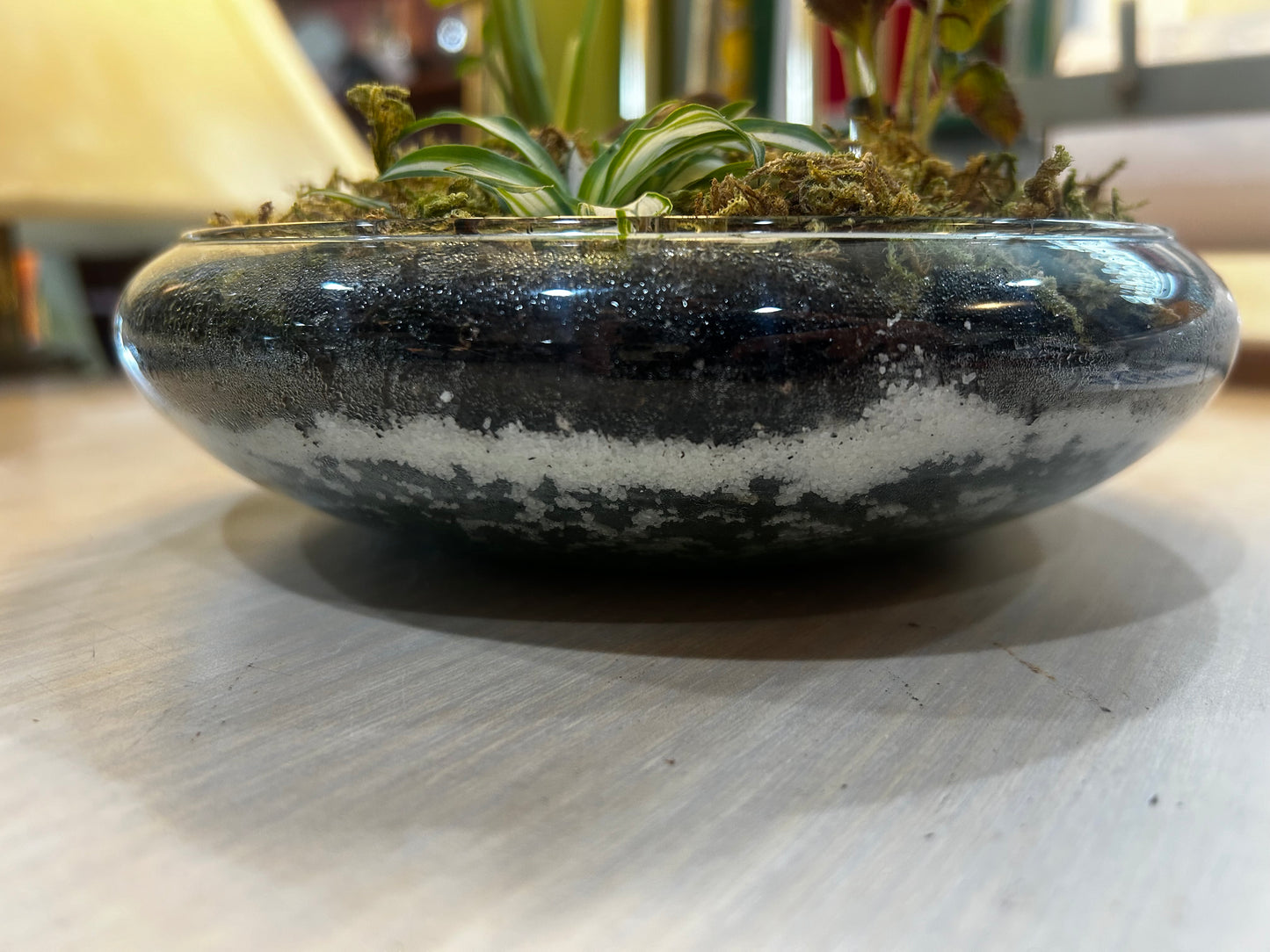 Terrarium-Arrowhead, Purple Waffle, Baby Spider Plant in Glass Bowl
