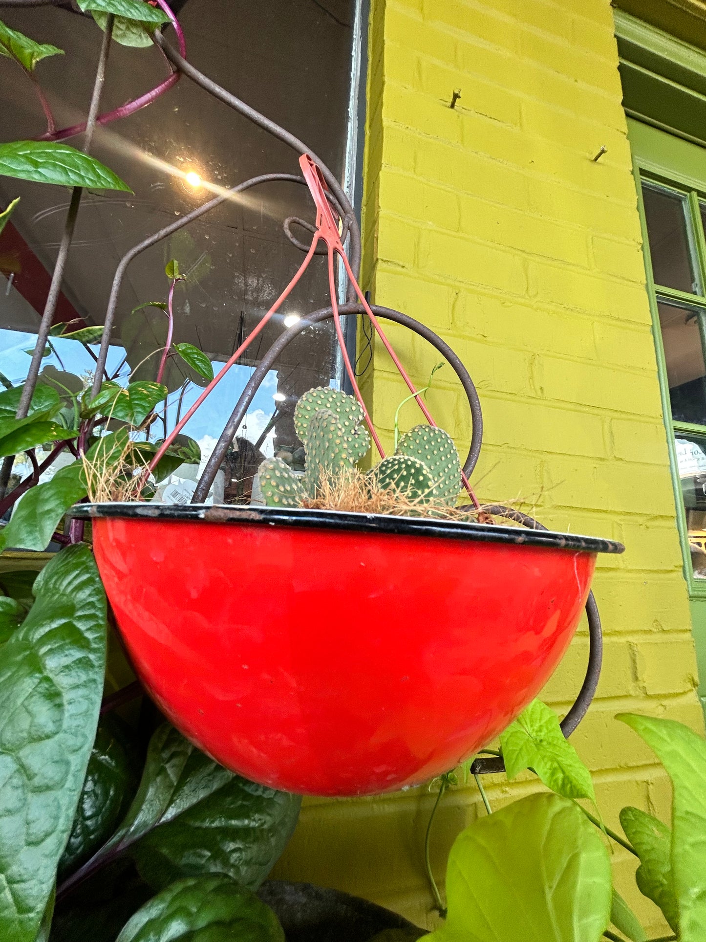 Cactus in Red Enamel Planter with Hanger