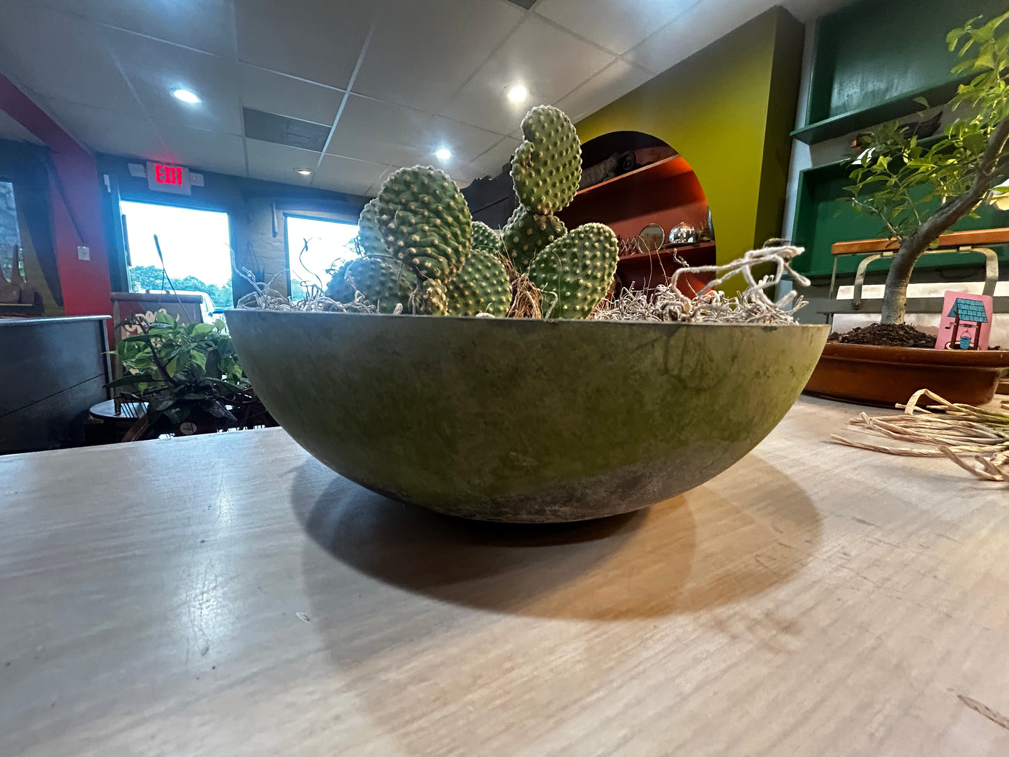 Bunny Ears Cactus in Planter