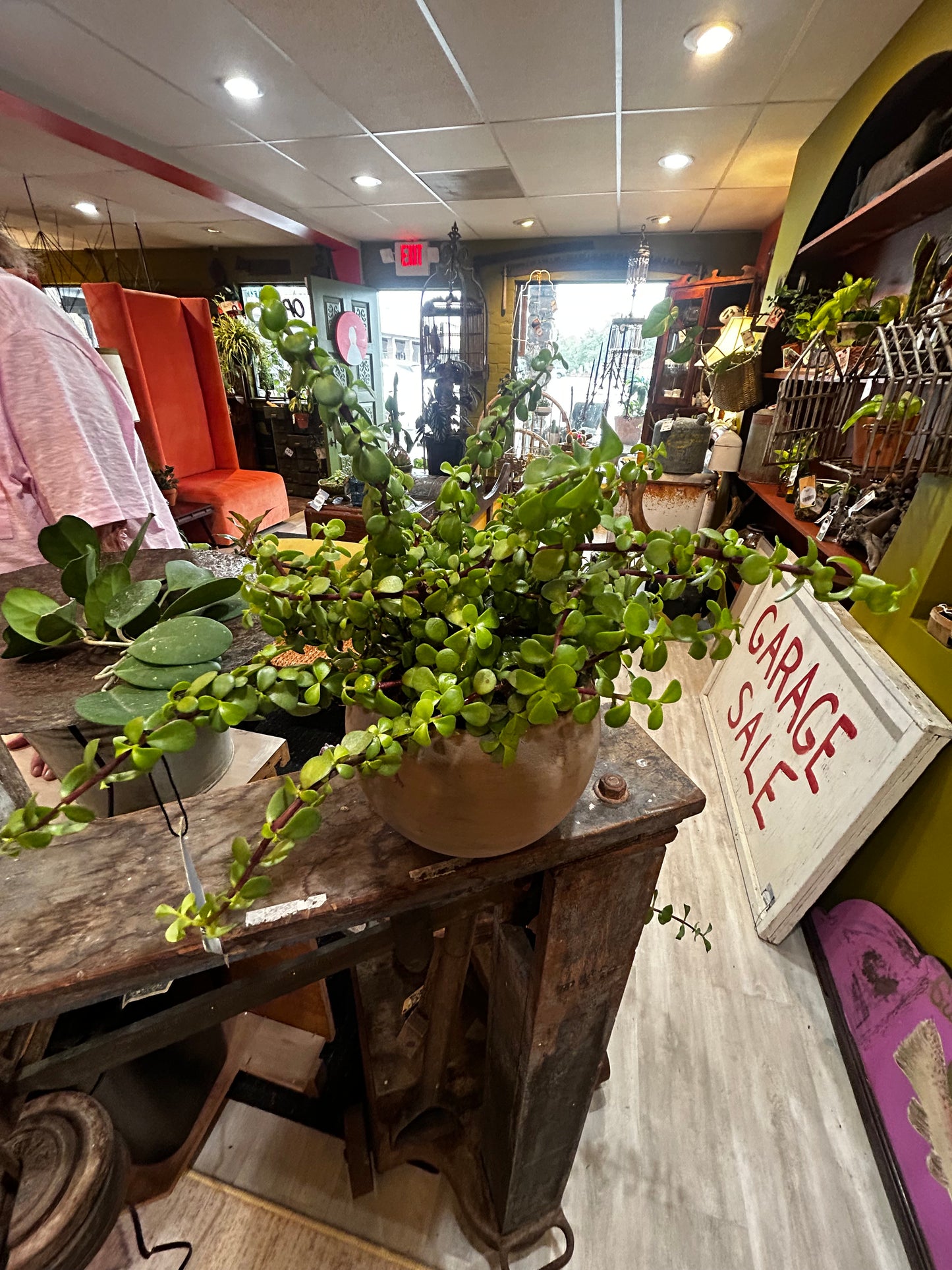 Portulacaria in Clay Planter