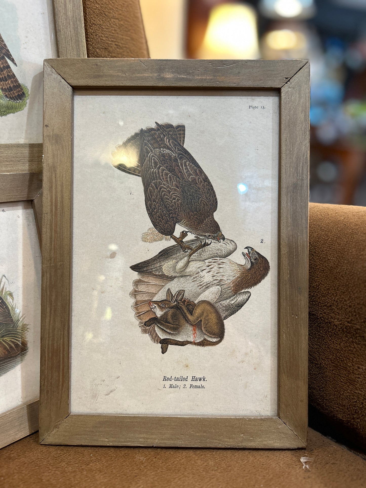 Set of 3 Antique Audubon Plates- Framed 1890