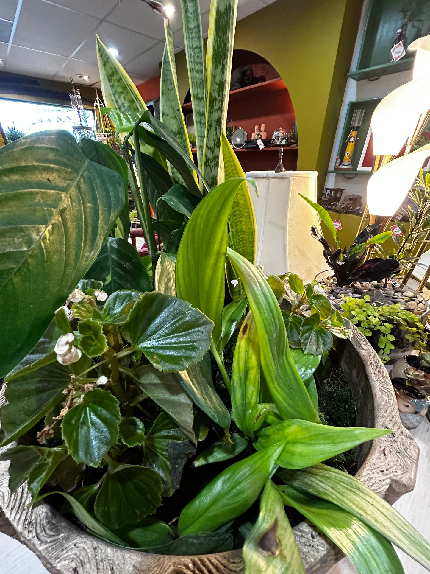 Silver Streak Pothos, Sansevieria Snake Plant, Begonia,Guacamole Hosta in Clay Pot