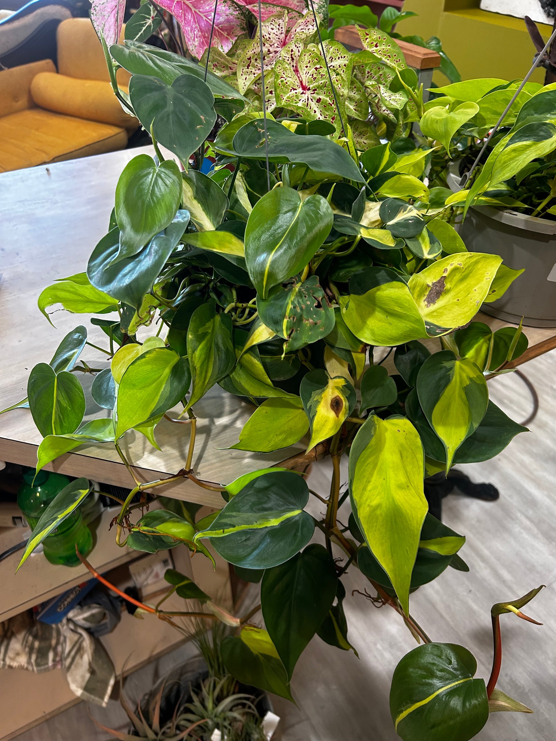 philodendron blüte Brazil Philodendron – Blue Goose