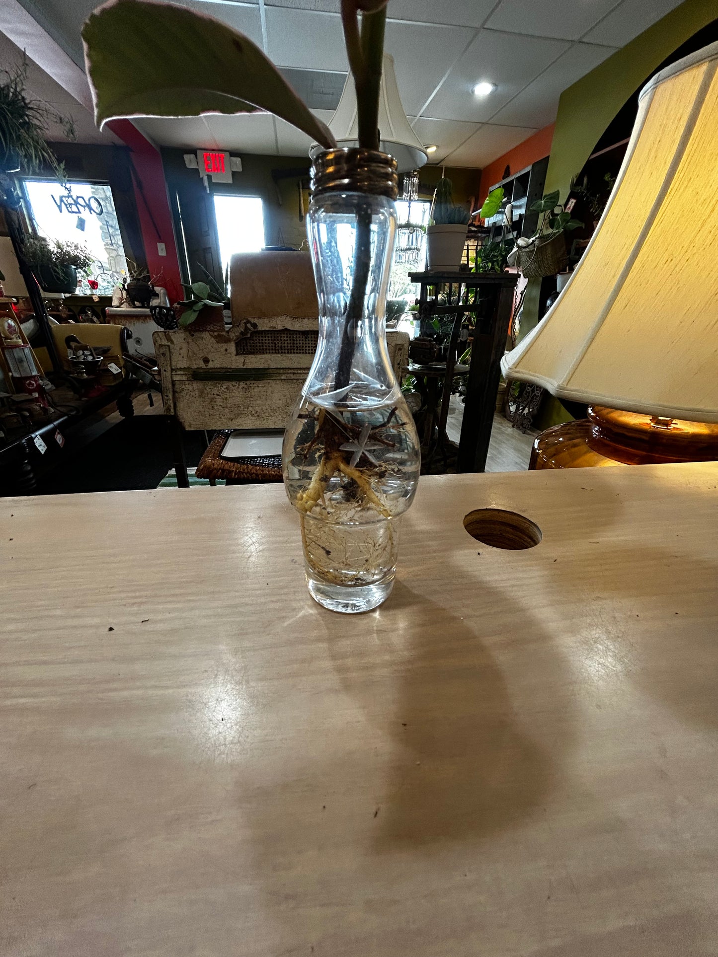 Rooted Rubber Fig in Vintage Bottle