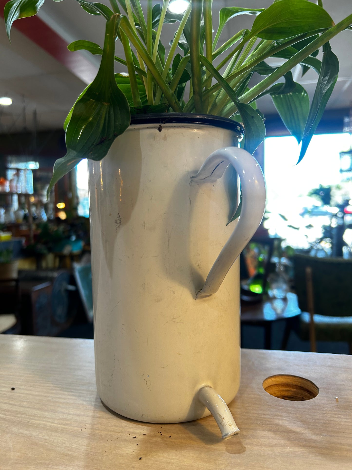 Green Hosta in Vintage French Enamelware Irrigator (Douche)