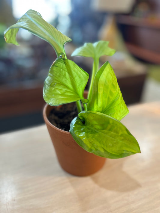 Guacamole Hosta in Terracotta