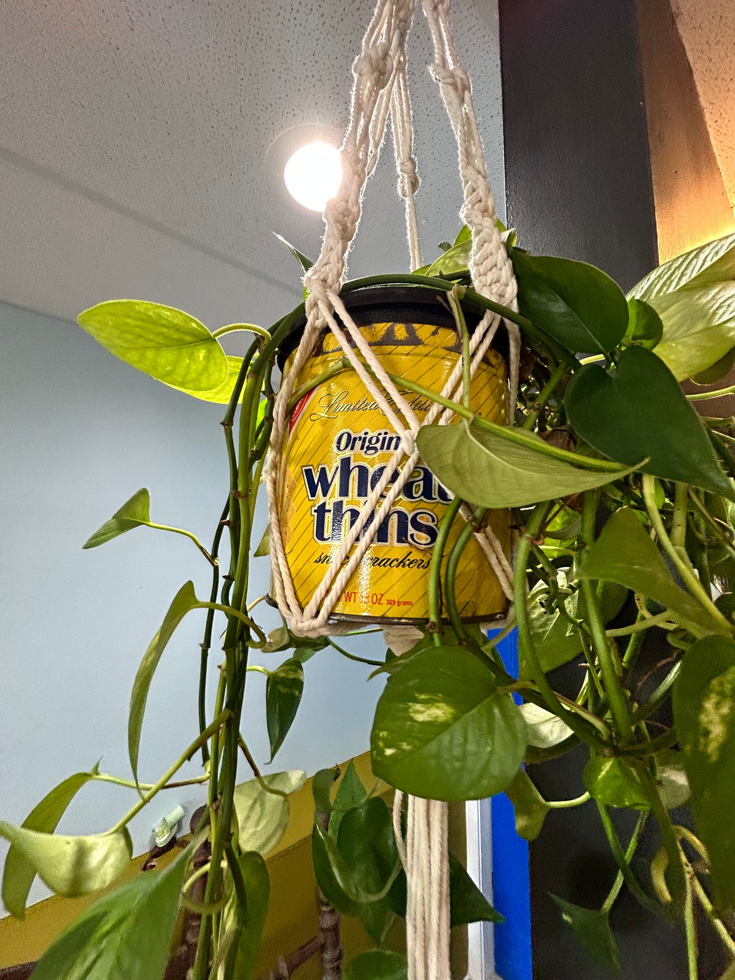 Pothos in Vintage Cracker Tin- Macrame Hanger