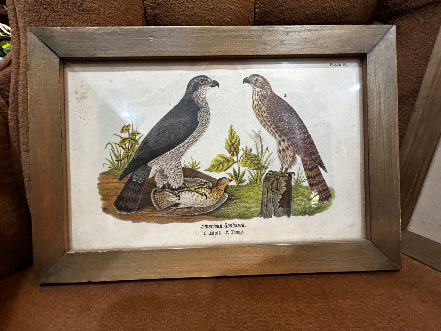 Set of 3 Antique Audubon Plates- Framed 1890
