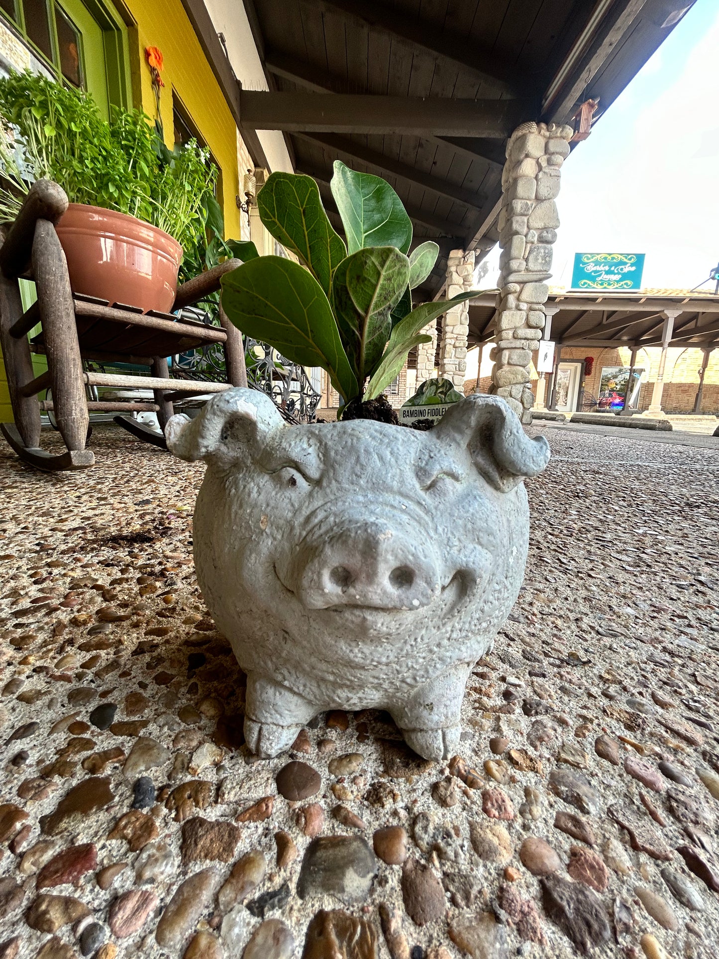 Fig in a Pig- Baby Fig in Concrete Pig Planter