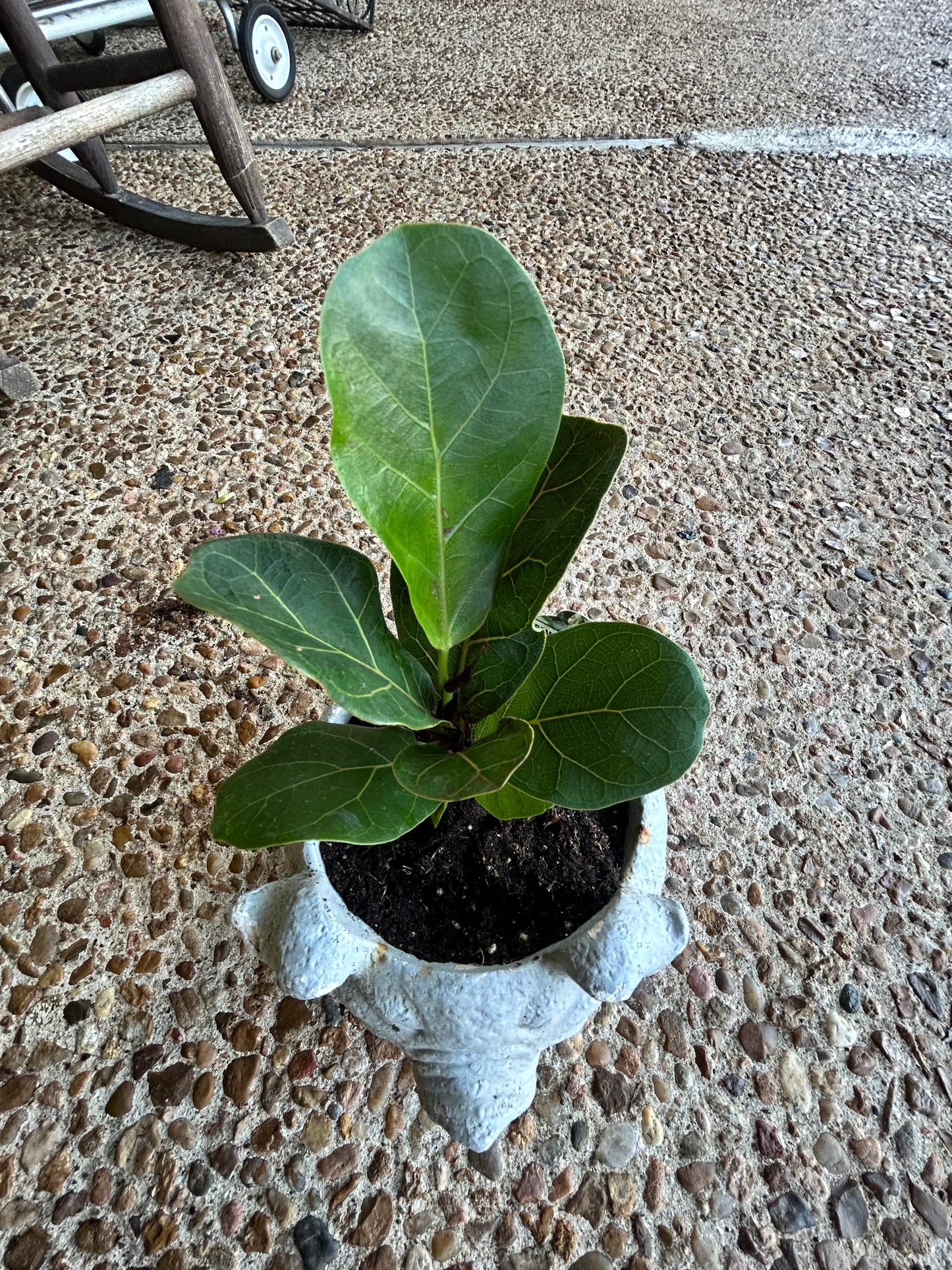 Fig in a Pig- Baby Fig in Concrete Pig Planter