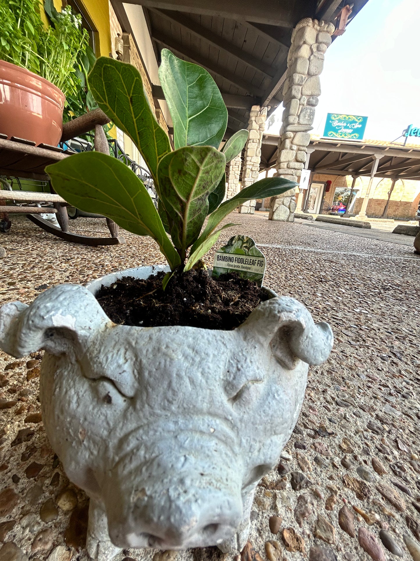 Fig in a Pig- Baby Fig in Concrete Pig Planter